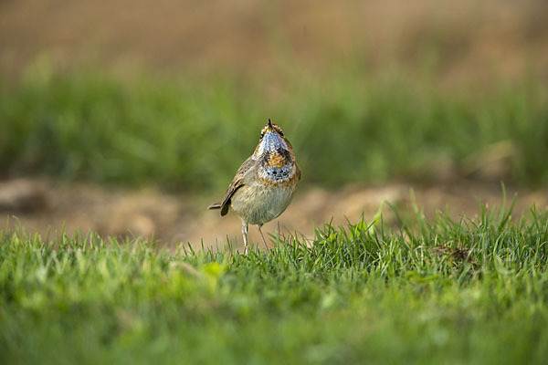 Rotsterniges Blaukehlchen (Luscinia svecica svecica)