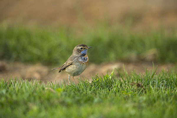 Rotsterniges Blaukehlchen (Luscinia svecica svecica)