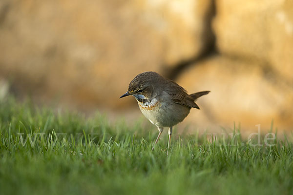 Rotsterniges Blaukehlchen (Luscinia svecica svecica)