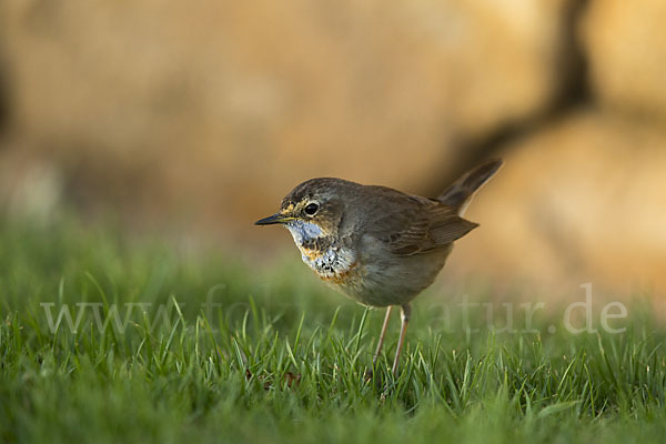 Rotsterniges Blaukehlchen (Luscinia svecica svecica)