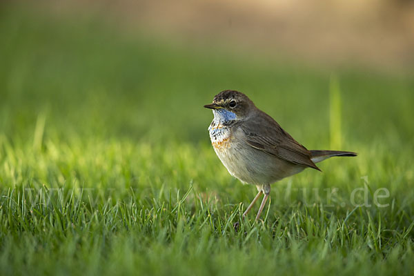 Rotsterniges Blaukehlchen (Luscinia svecica svecica)