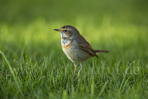 Rotsterniges Blaukehlchen (Luscinia svecica svecica)