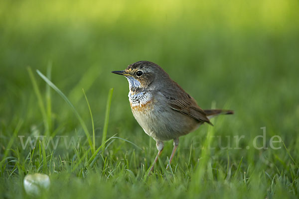 Rotsterniges Blaukehlchen (Luscinia svecica svecica)