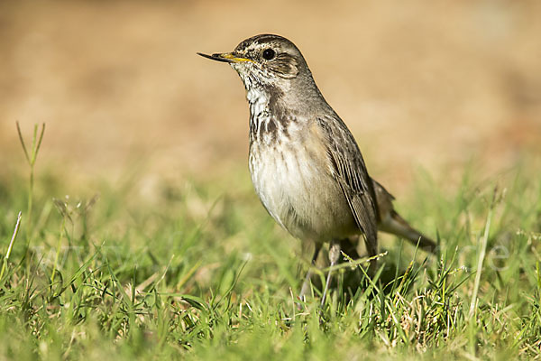 Rotsterniges Blaukehlchen (Luscinia svecica svecica)