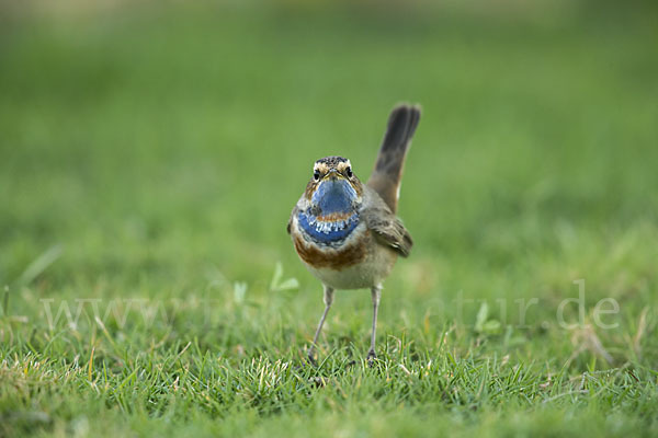 Rotsterniges Blaukehlchen (Luscinia svecica svecica)