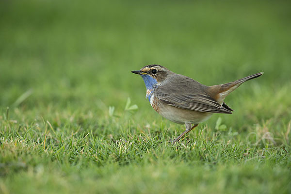 Rotsterniges Blaukehlchen (Luscinia svecica svecica)