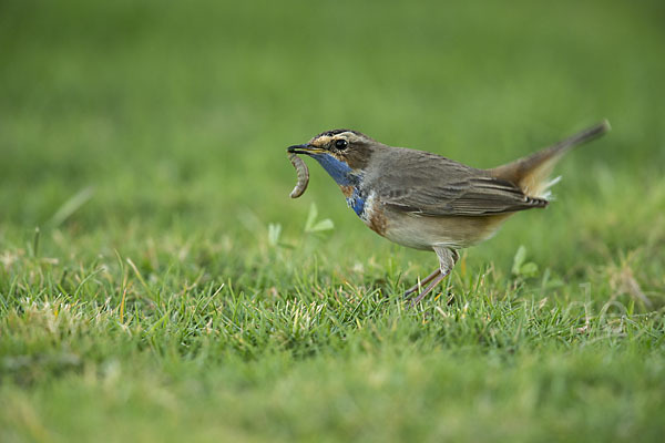 Rotsterniges Blaukehlchen (Luscinia svecica svecica)