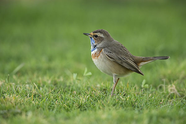 Rotsterniges Blaukehlchen (Luscinia svecica svecica)