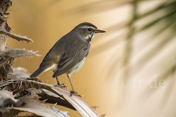 Rotsterniges Blaukehlchen (Luscinia svecica svecica)