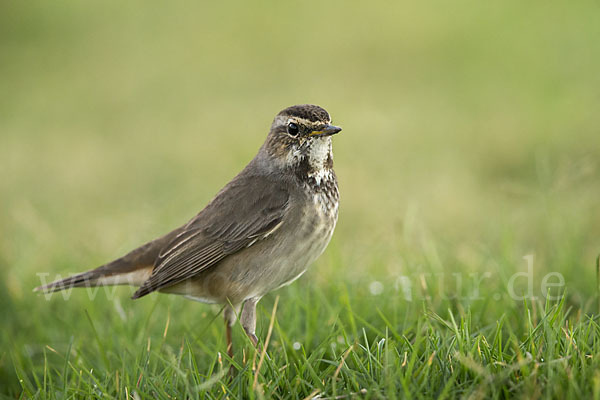 Rotsterniges Blaukehlchen (Luscinia svecica svecica)