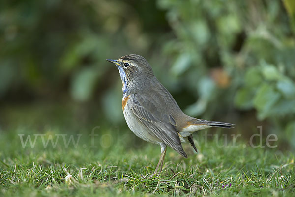 Rotsterniges Blaukehlchen (Luscinia svecica svecica)