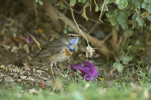 Rotsterniges Blaukehlchen (Luscinia svecica svecica)