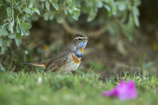 Rotsterniges Blaukehlchen (Luscinia svecica svecica)