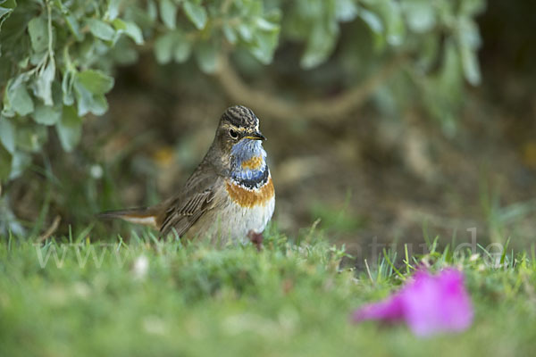 Rotsterniges Blaukehlchen (Luscinia svecica svecica)