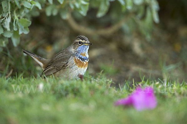 Rotsterniges Blaukehlchen (Luscinia svecica svecica)