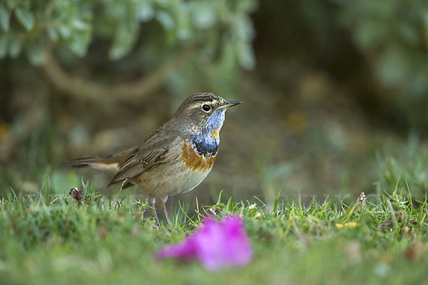 Rotsterniges Blaukehlchen (Luscinia svecica svecica)