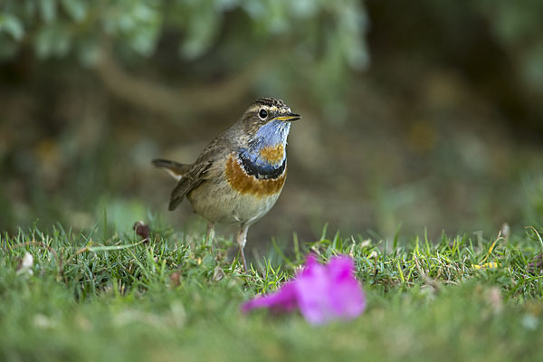 Rotsterniges Blaukehlchen (Luscinia svecica svecica)