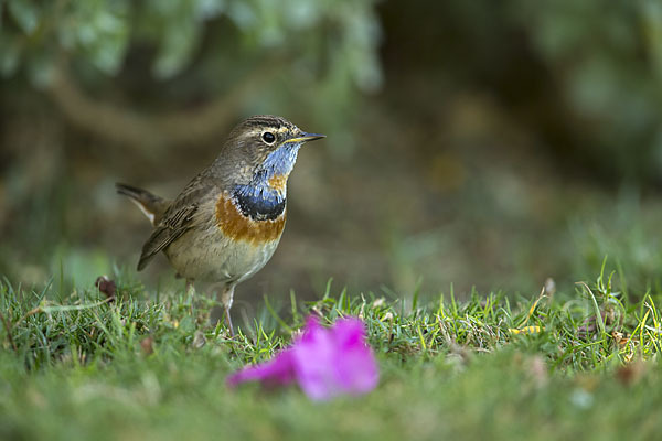 Rotsterniges Blaukehlchen (Luscinia svecica svecica)