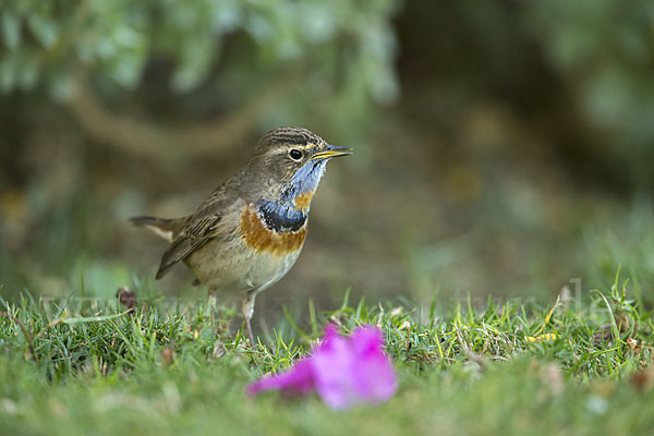 Rotsterniges Blaukehlchen (Luscinia svecica svecica)