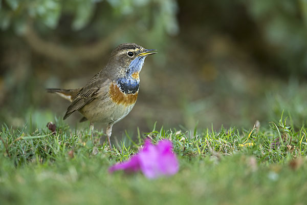 Rotsterniges Blaukehlchen (Luscinia svecica svecica)