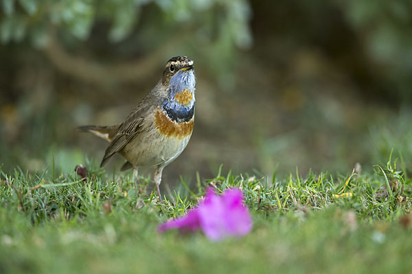 Rotsterniges Blaukehlchen (Luscinia svecica svecica)