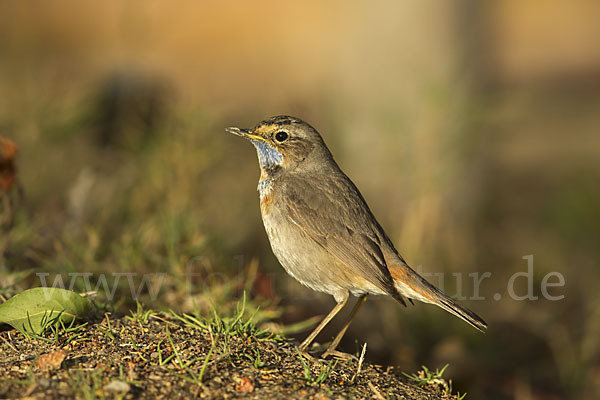 Rotsterniges Blaukehlchen (Luscinia svecica svecica)