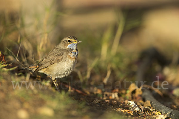 Rotsterniges Blaukehlchen (Luscinia svecica svecica)