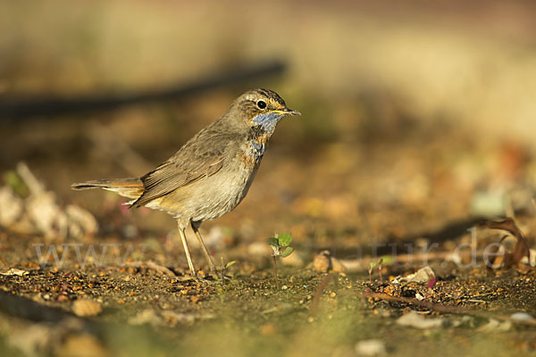 Rotsterniges Blaukehlchen (Luscinia svecica svecica)