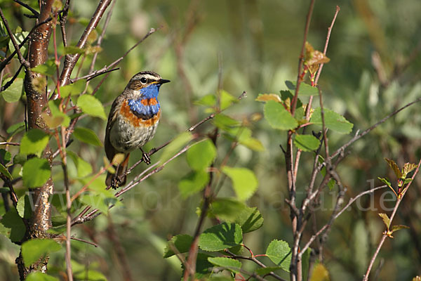 Rotsterniges Blaukehlchen (Luscinia svecica svecica)