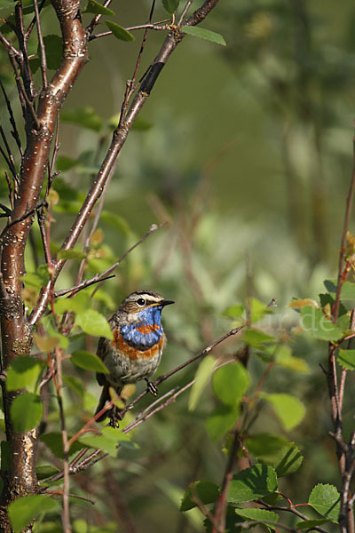 Rotsterniges Blaukehlchen (Luscinia svecica svecica)