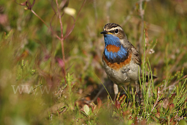 Rotsterniges Blaukehlchen (Luscinia svecica svecica)