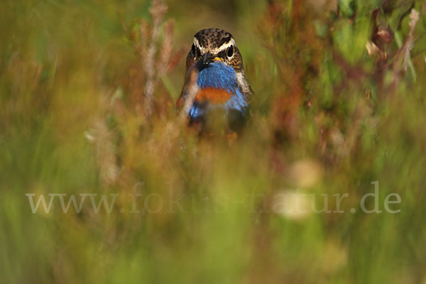 Rotsterniges Blaukehlchen (Luscinia svecica svecica)