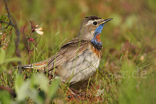 Rotsterniges Blaukehlchen (Luscinia svecica svecica)