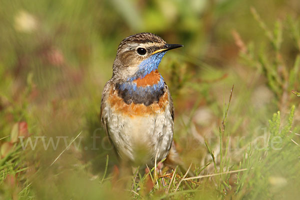 Rotsterniges Blaukehlchen (Luscinia svecica svecica)