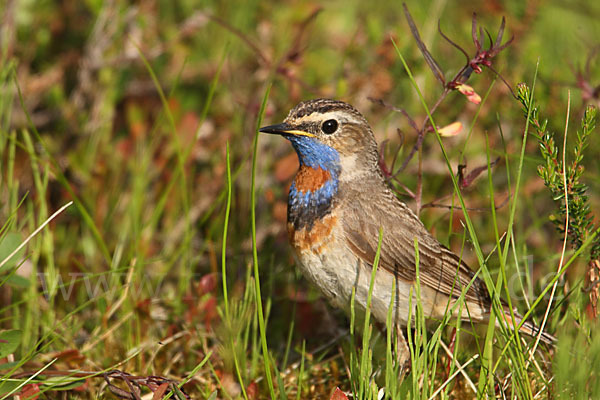 Rotsterniges Blaukehlchen (Luscinia svecica svecica)