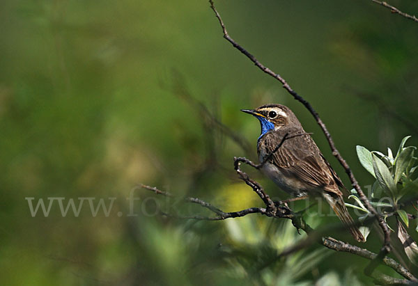 Rotsterniges Blaukehlchen (Luscinia svecica svecica)