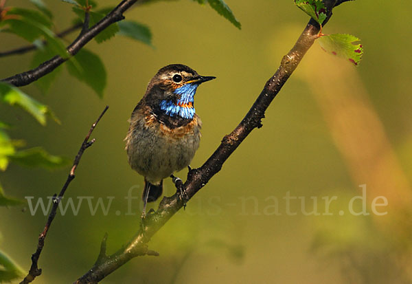 Rotsterniges Blaukehlchen (Luscinia svecica svecica)