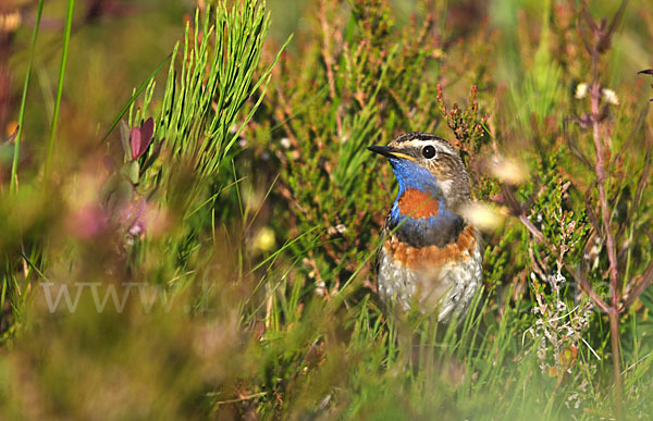 Rotsterniges Blaukehlchen (Luscinia svecica svecica)