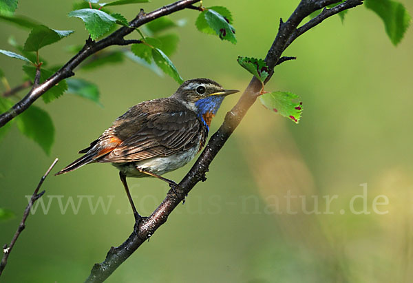 Rotsterniges Blaukehlchen (Luscinia svecica svecica)