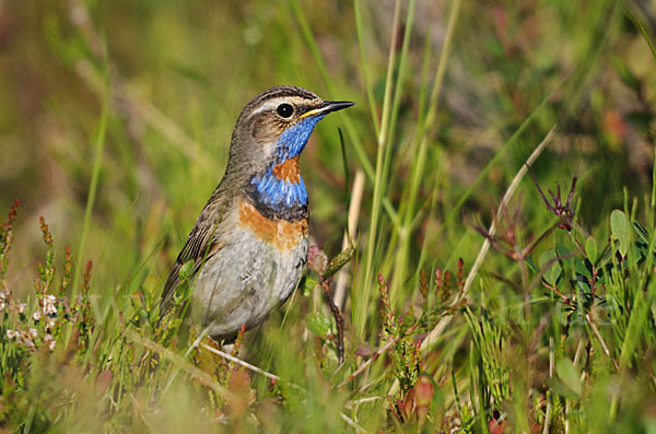 Rotsterniges Blaukehlchen (Luscinia svecica svecica)