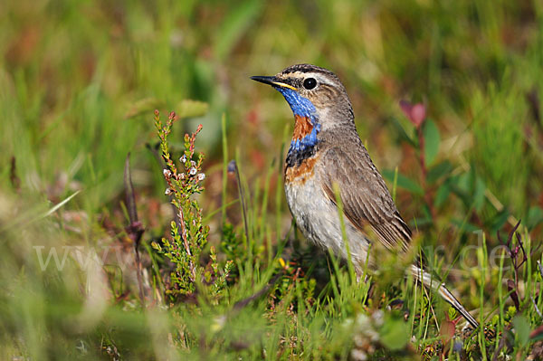 Rotsterniges Blaukehlchen (Luscinia svecica svecica)