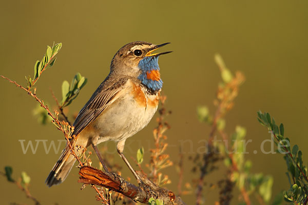 Rotsterniges Blaukehlchen (Luscinia svecica svecica)