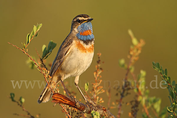 Rotsterniges Blaukehlchen (Luscinia svecica svecica)