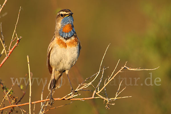 Rotsterniges Blaukehlchen (Luscinia svecica svecica)