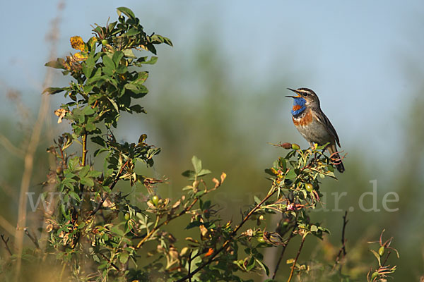 Rotsterniges Blaukehlchen (Luscinia svecica svecica)