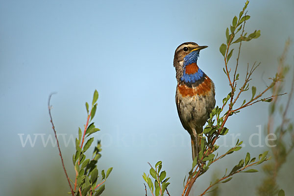 Rotsterniges Blaukehlchen (Luscinia svecica svecica)