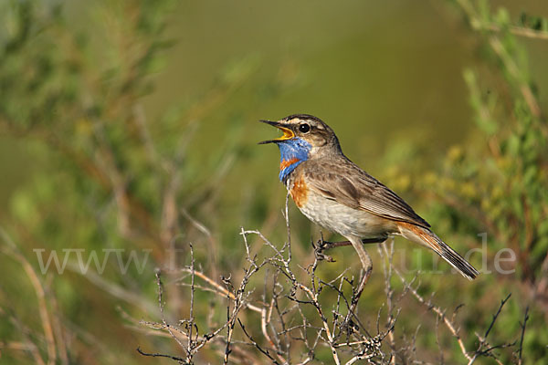 Rotsterniges Blaukehlchen (Luscinia svecica svecica)