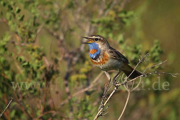 Rotsterniges Blaukehlchen (Luscinia svecica svecica)