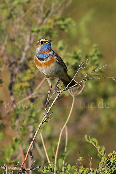 Rotsterniges Blaukehlchen (Luscinia svecica svecica)