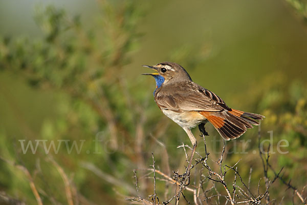 Rotsterniges Blaukehlchen (Luscinia svecica svecica)